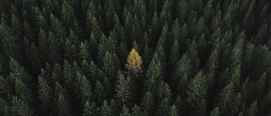 Investeringsforeningen Maj Invest billede