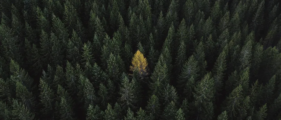 Investeringsforeningen Maj Invest billede