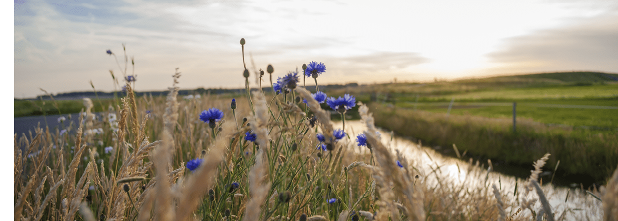 Cornflowers at the end of the day with an evening sun in a Dutch landscape