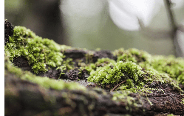 mossy tree trunk in the forest, selective focus