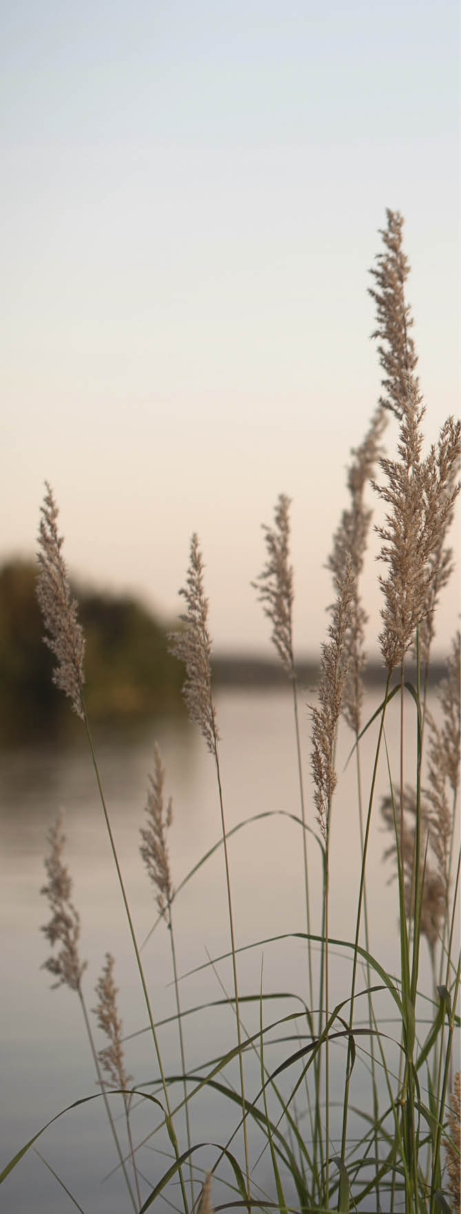 Weeds on lake at time of sun set