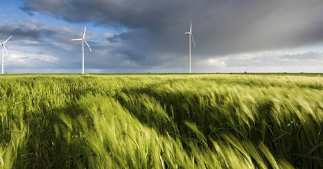 Wind blowing through a field of grain during the moments before sunset with warm light conditions and strong shadows  A dike and windmills fill the background together with a showery sky 