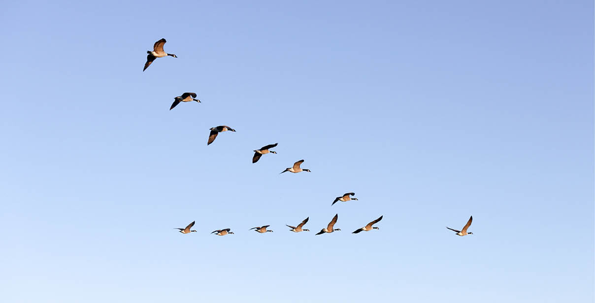 Flying geese near Pulborough