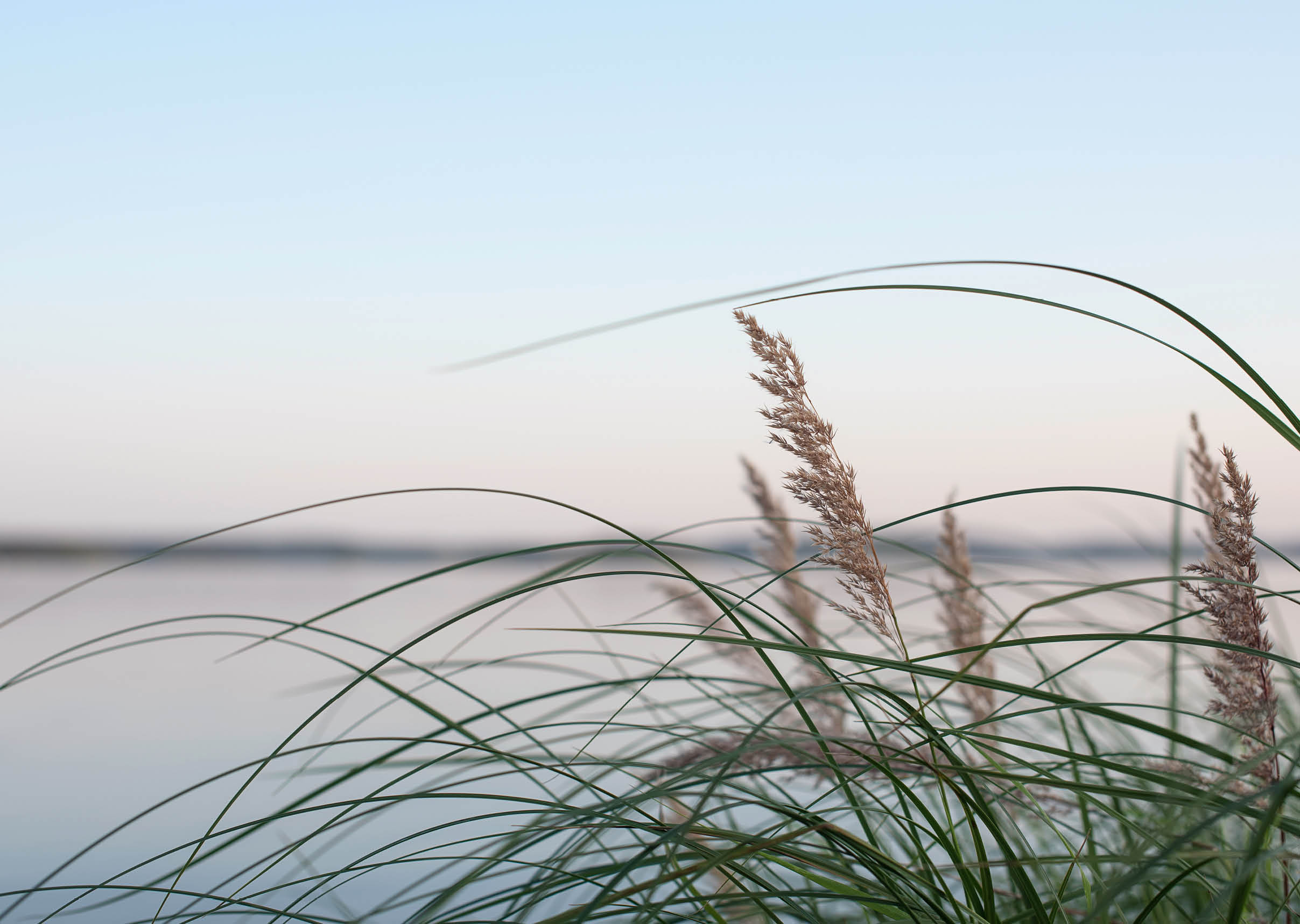 Weeds on summer evening at lake shore