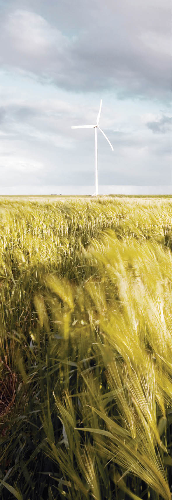 Wind blowing through a field of grain during the moments before sunset with warm light conditions and strong shadows  A dike and windmills fill the background together with a showery sky 