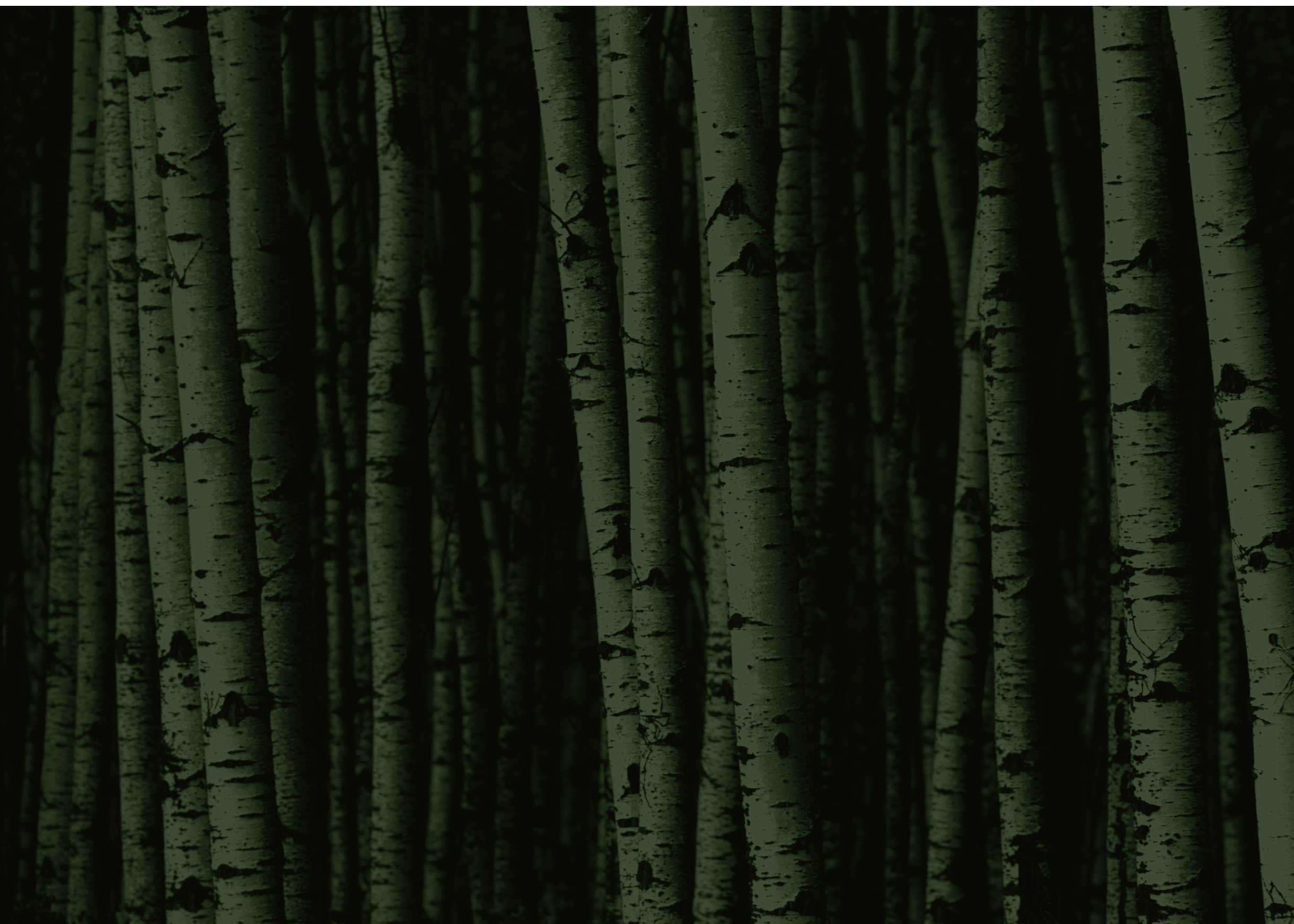 A forest of white birch trees 