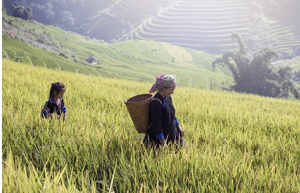 Vietnam Farmer mother and daughter are walking on the rice field terraced Vietnam