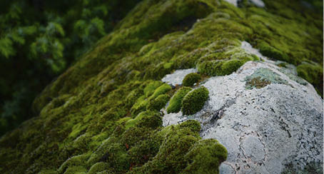 Colorful green mossy big stone. Photo depicting a bright bushy lichen on an old gray stone in the mystic forest. Macro, close up, top view. Natural background texture.