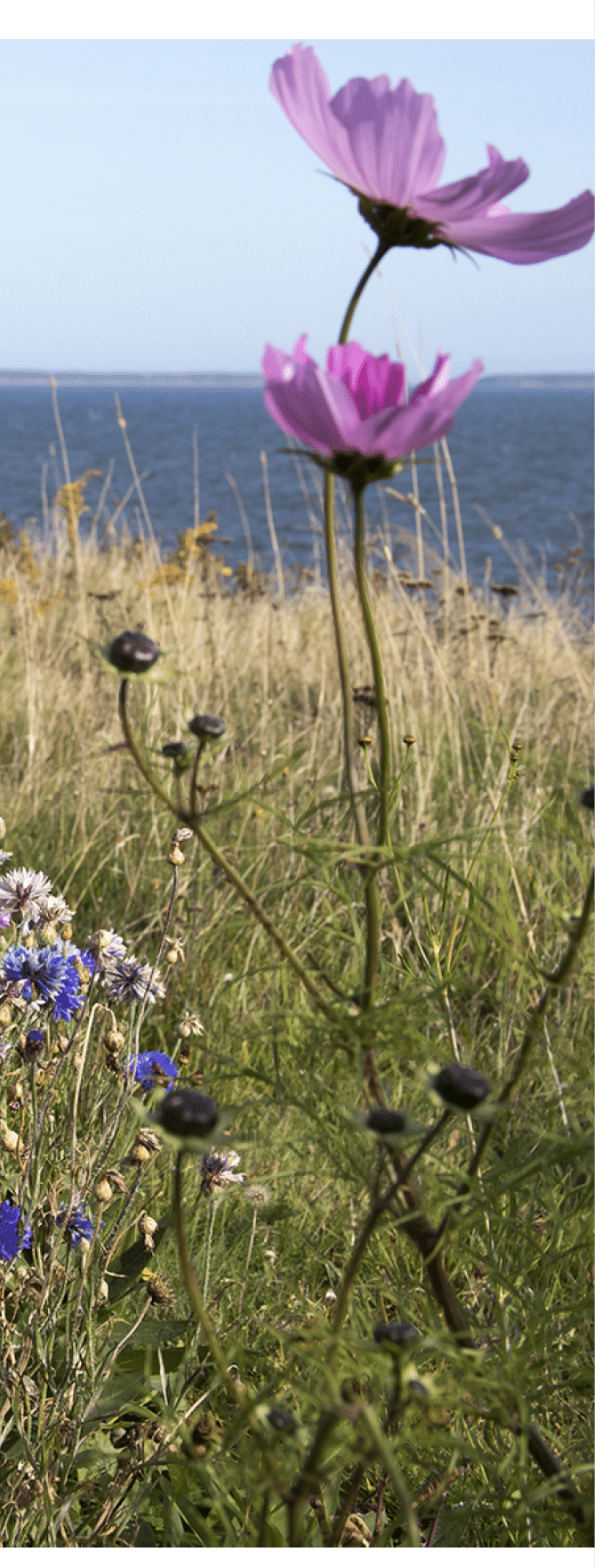 Wildflowers blooming on Panmure Island on coastal Prince Edward Island, Canada against blue skies on sunny day.