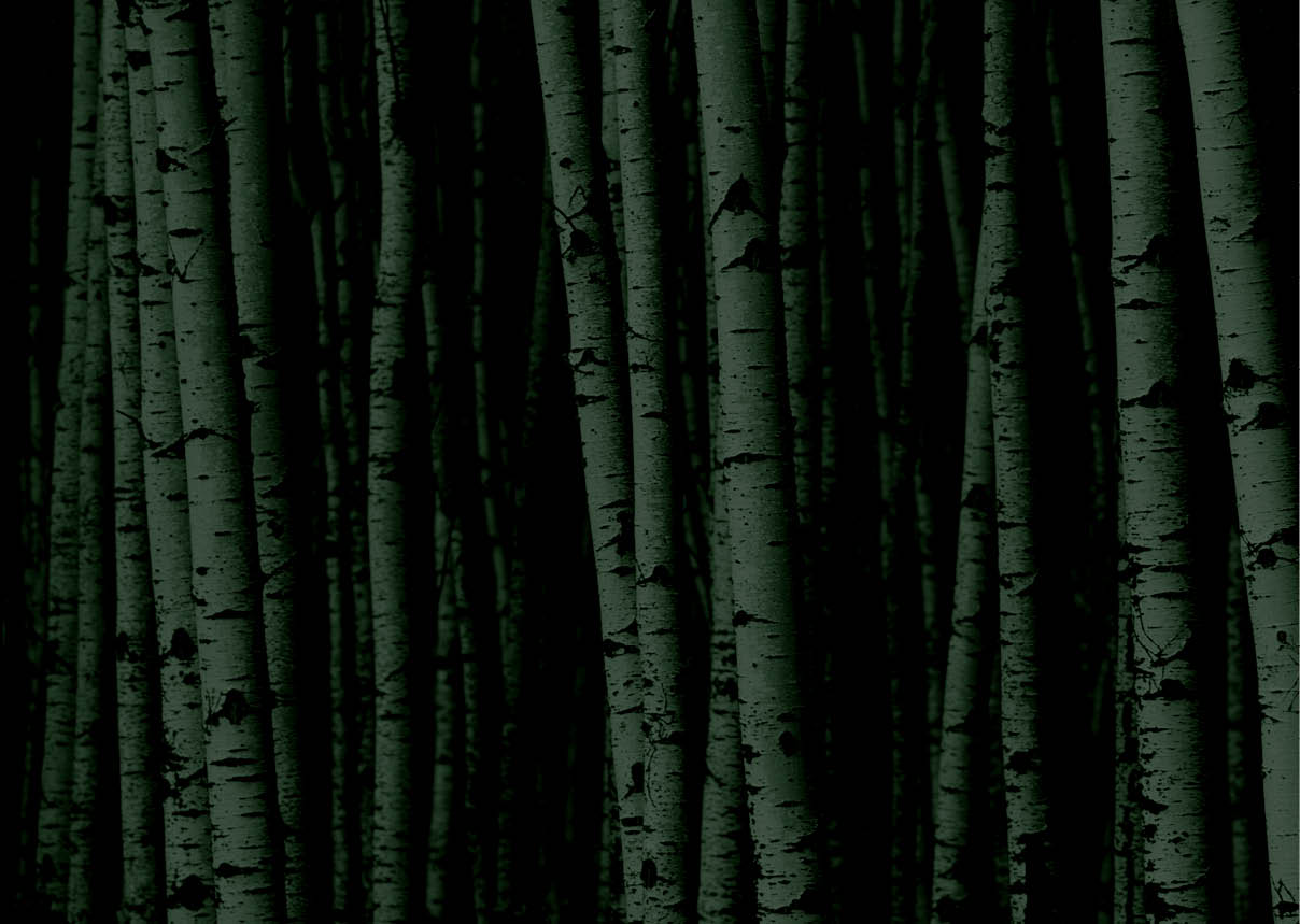 A forest of white birch trees 