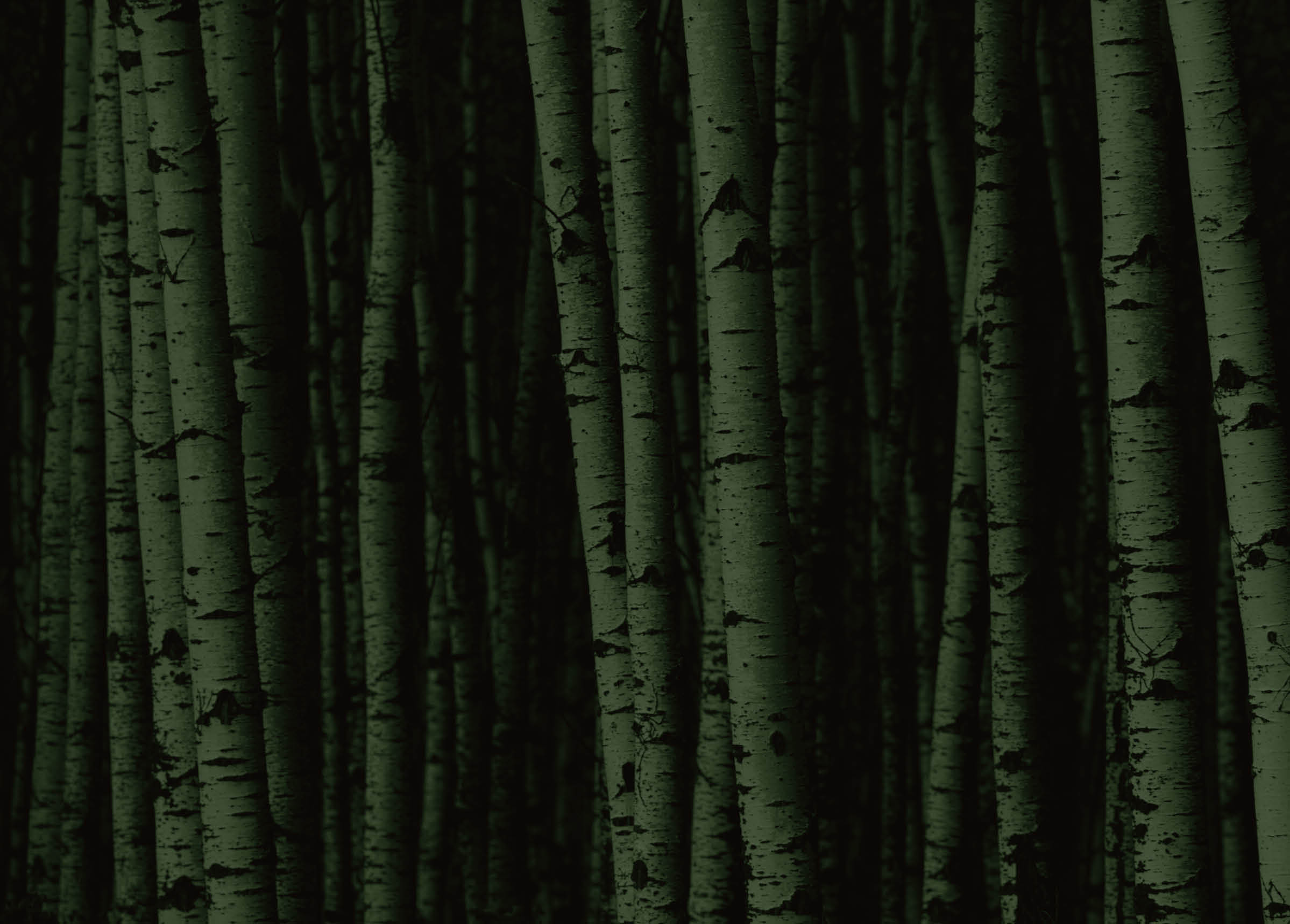 A forest of white birch trees 