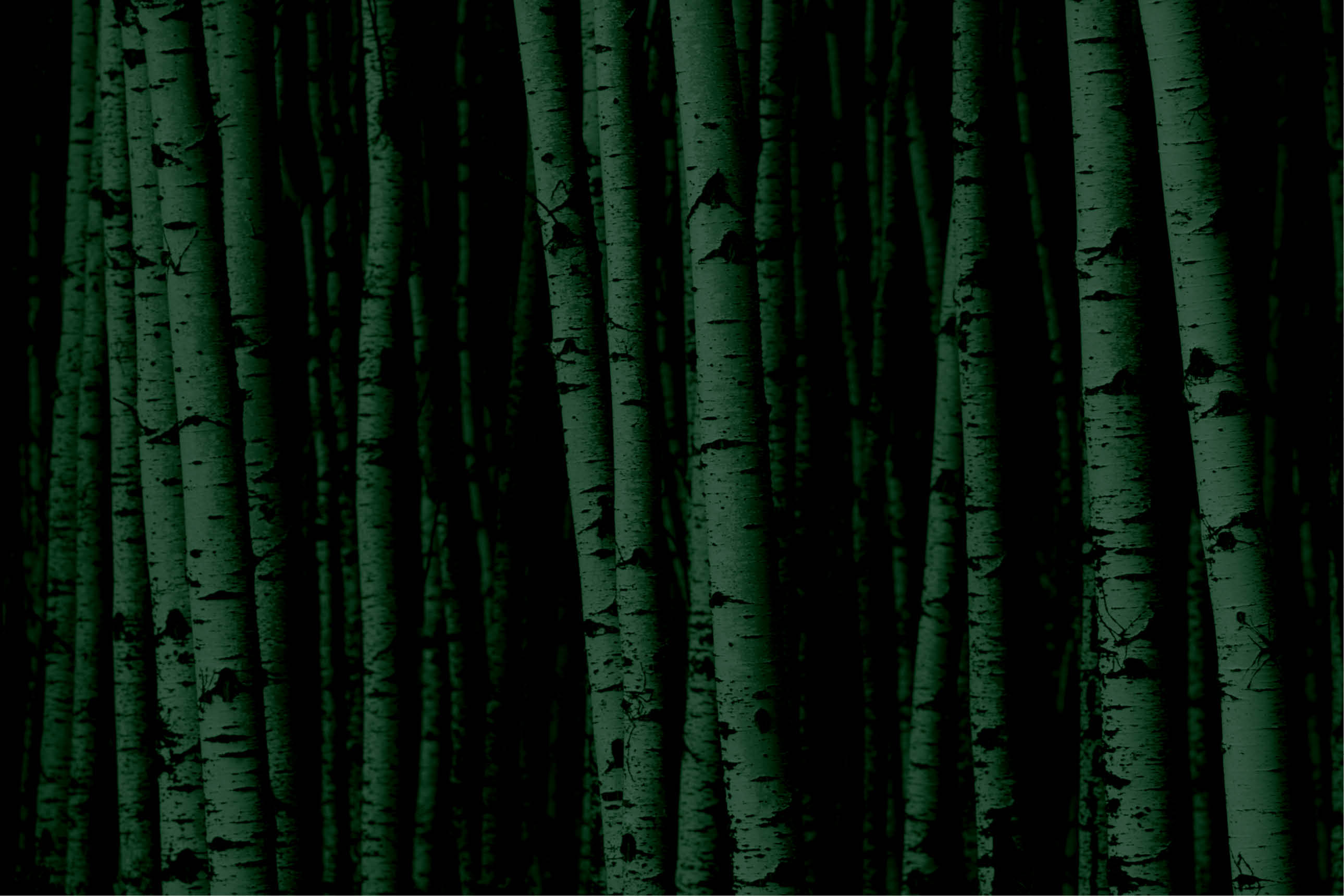 A forest of white birch trees 