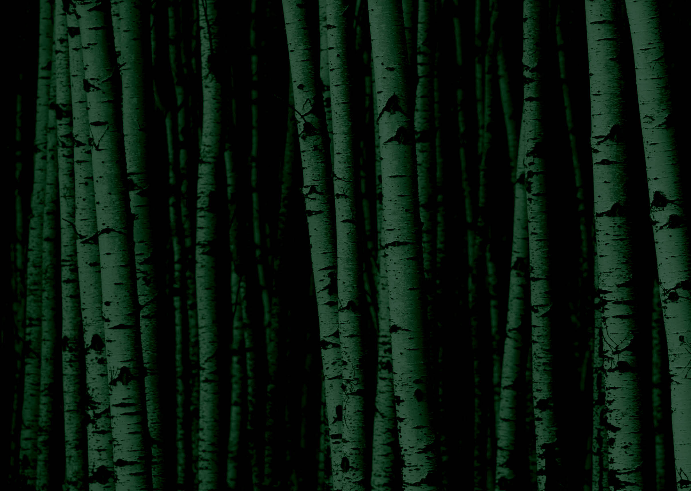 A forest of white birch trees 