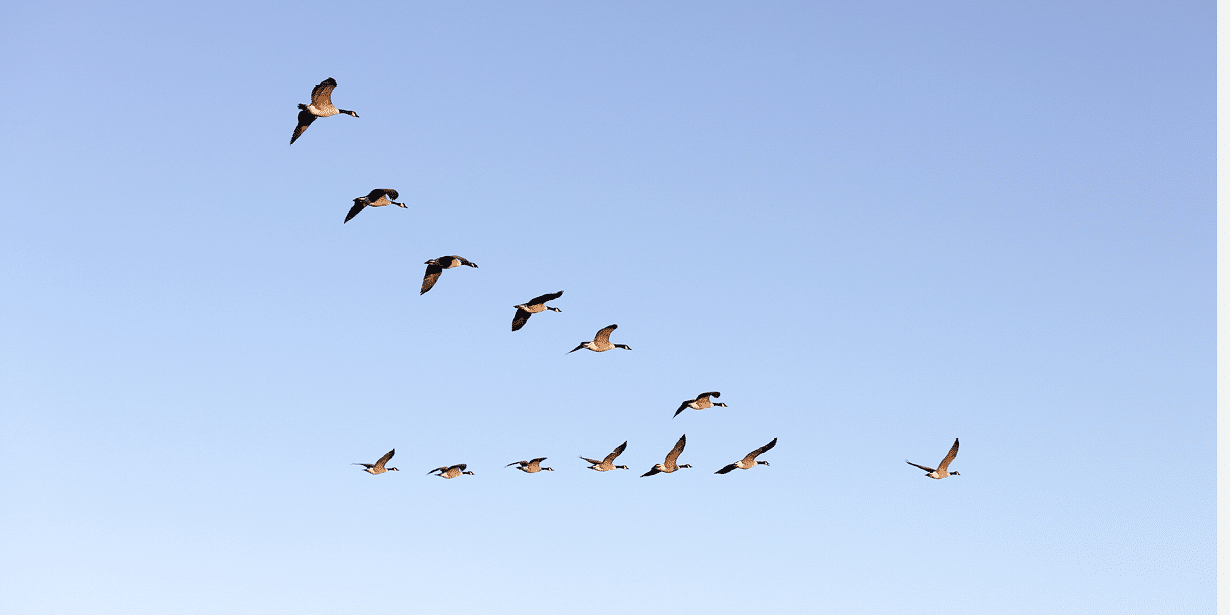 Flying geese near Pulborough