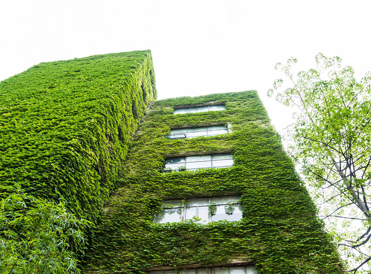 Green plants on wall of apartment building 
