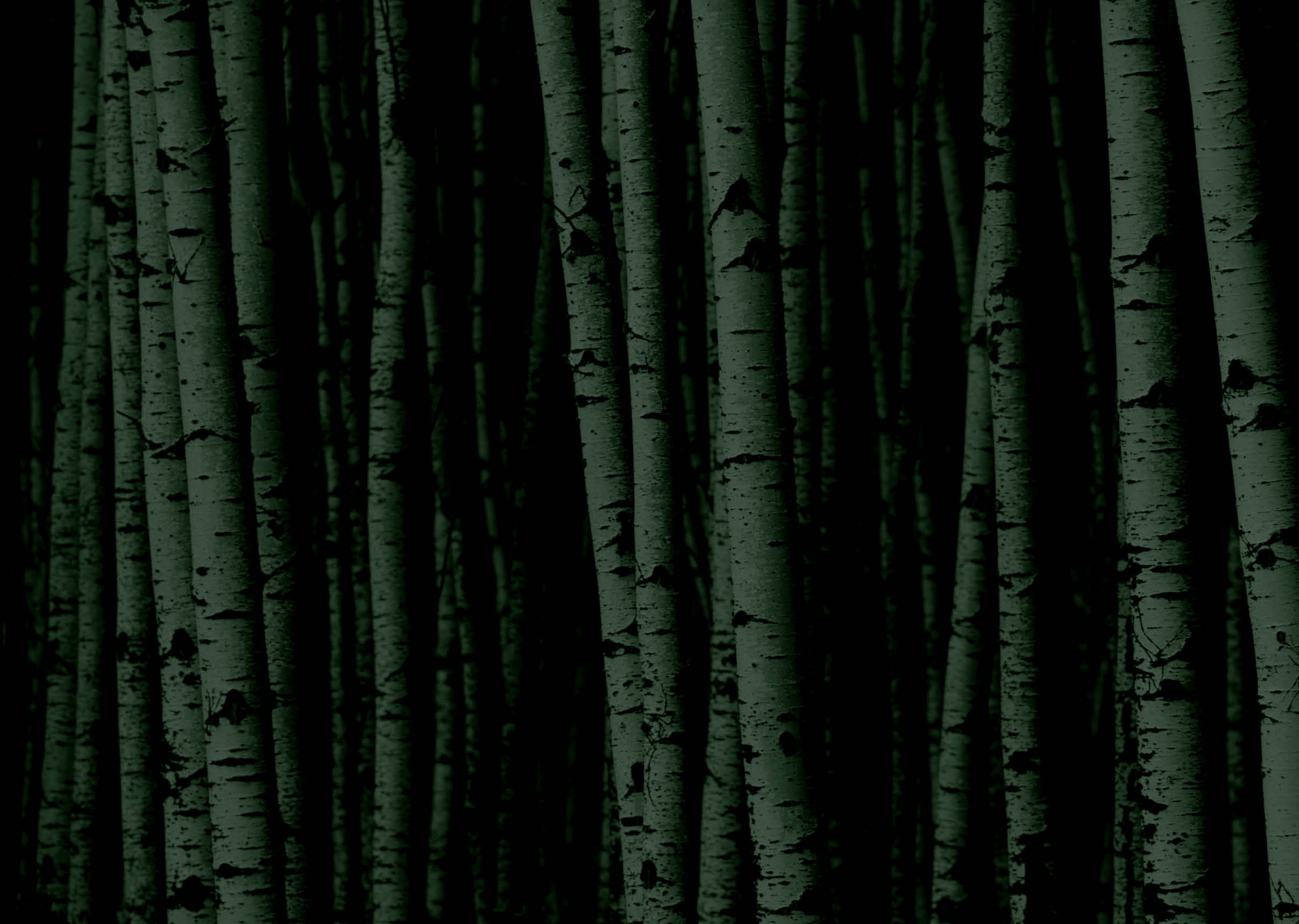 A forest of white birch trees.